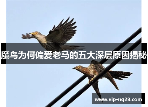 魔鸟为何偏爱老马的五大深层原因揭秘